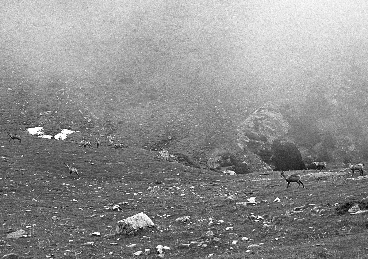 Una imatge en blanc i negre a la muntanya plena de cabirols.