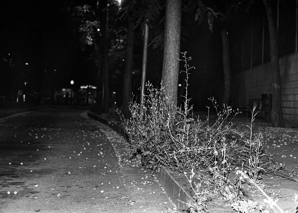 Una imatge en blanc i negre d'unes herbes sortint a la vorera d'un carrer després de la pandèmia.